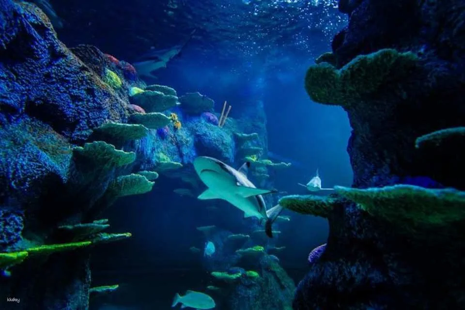 SEA LIFE Manchester entrance tickets