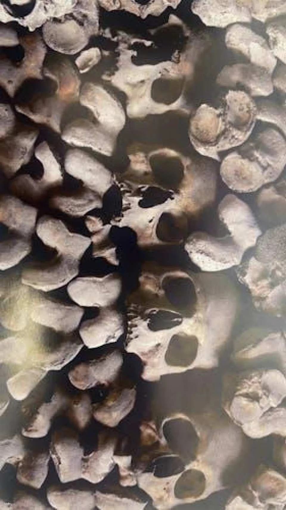 Catacombs and Capuchin Crypt Guided Tour with Transfer