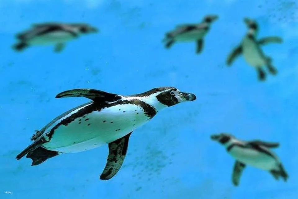 Cattolica Aquarium entrance tickets