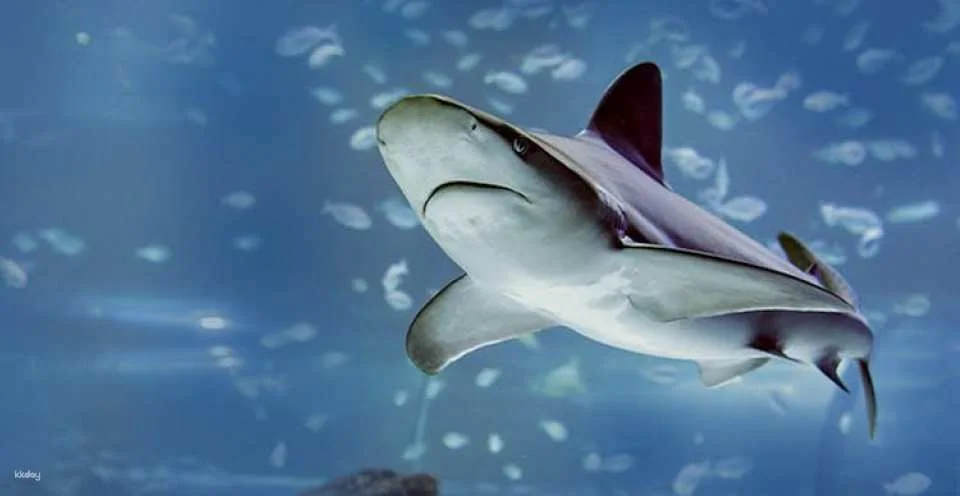 Admission Tickets for the Atlantis Aquarium in Madrid