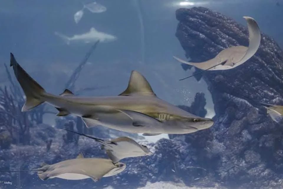 Admission Tickets for the Atlantis Aquarium in Madrid