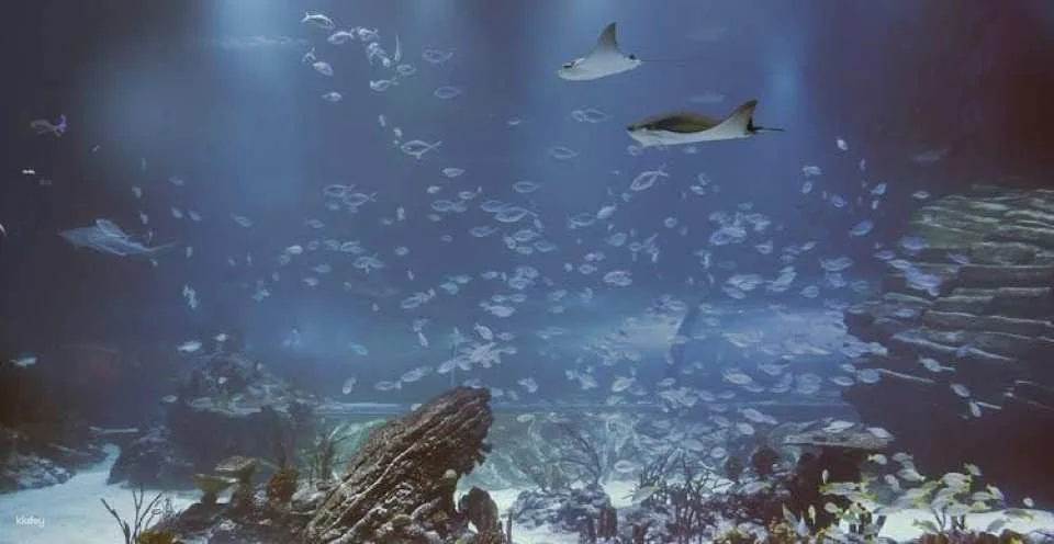 Admission Tickets for the Atlantis Aquarium in Madrid