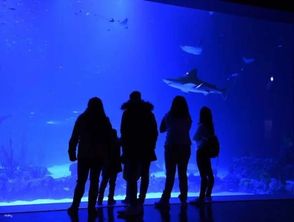 Admission Tickets for the Atlantis Aquarium in Madrid