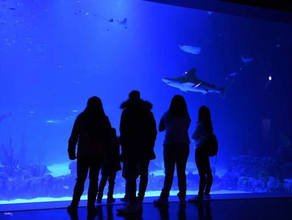 Admission Tickets for the Atlantis Aquarium in Madrid