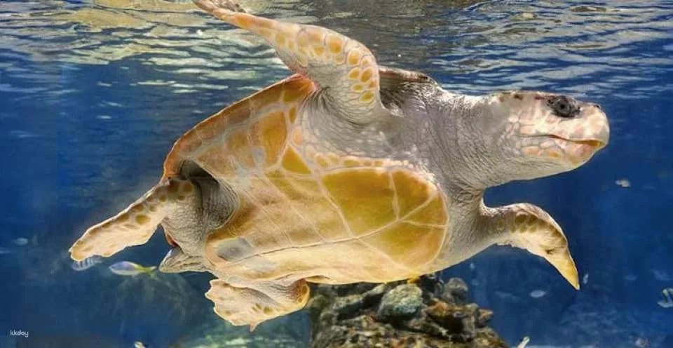 Admission Tickets for the Atlantis Aquarium in Madrid