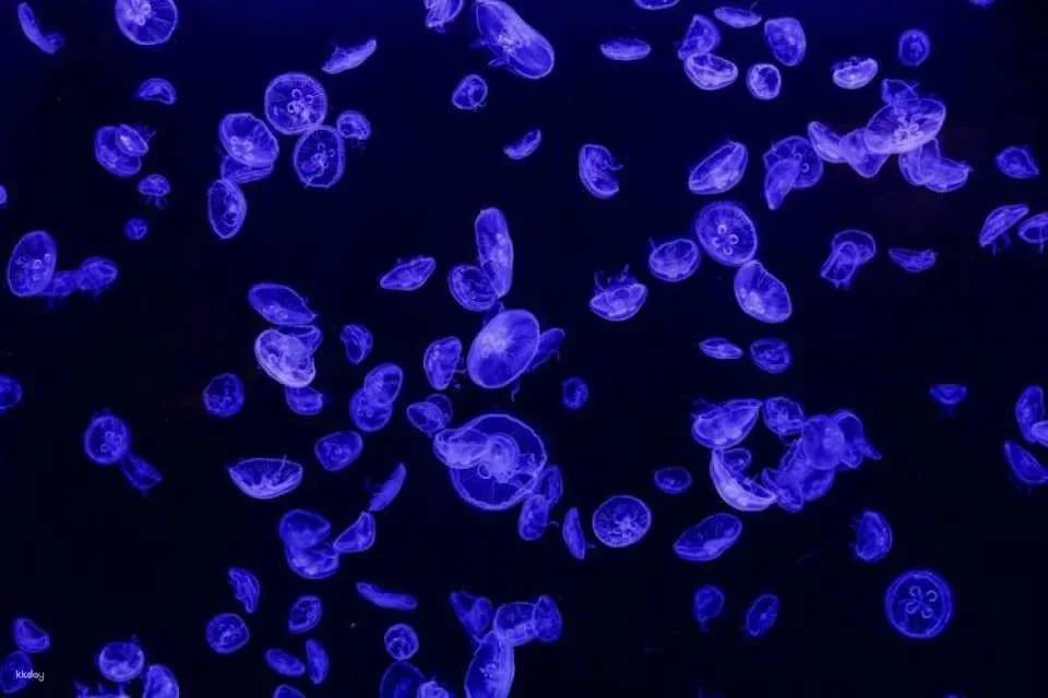 Admission Tickets for the Atlantis Aquarium in Madrid
