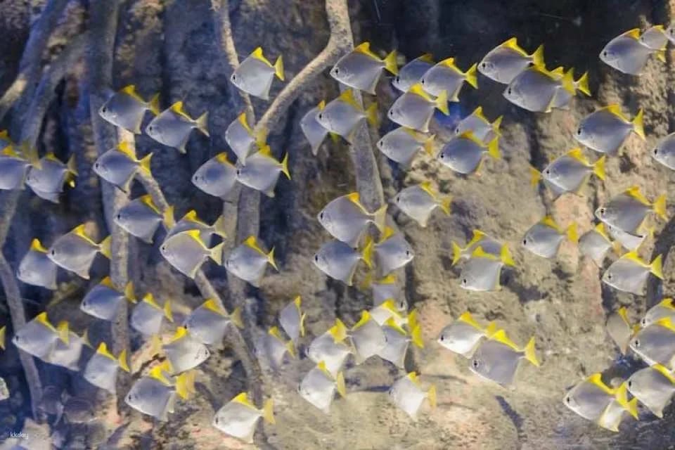 Admission Tickets for the Atlantis Aquarium in Madrid
