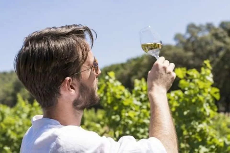 Morning Wine Tour to Châteauneuf-du-Pape from Avignon