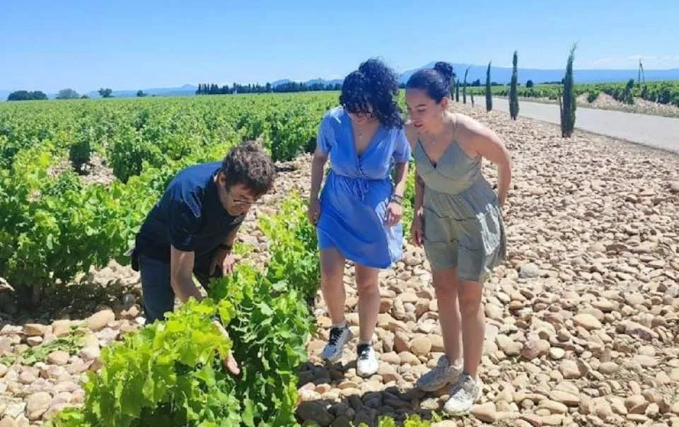 Morning Wine Tour to Châteauneuf-du-Pape from Avignon