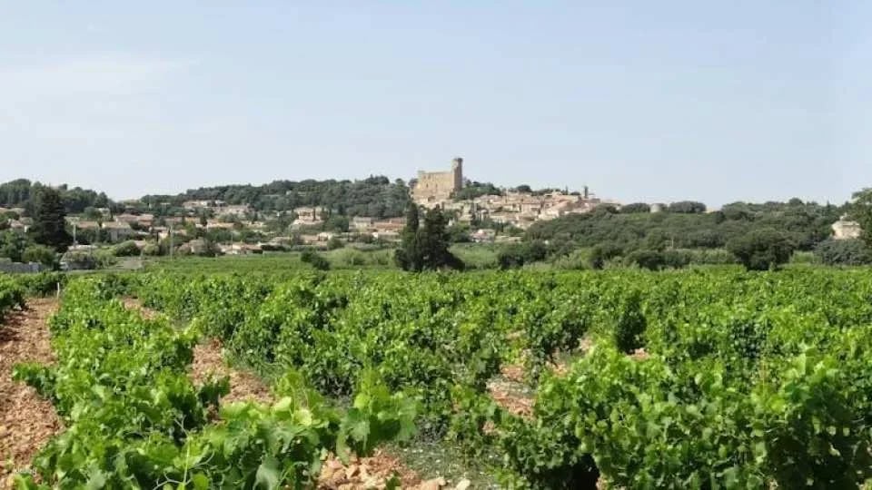 Morning Wine Tour to Châteauneuf-du-Pape from Avignon