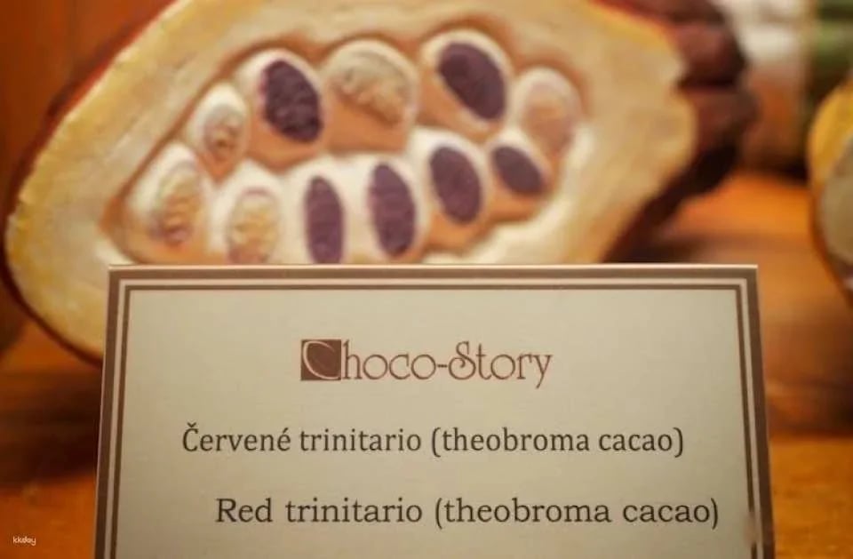 Chocolate Workshop at Choco Story Prague and Museum Entry
