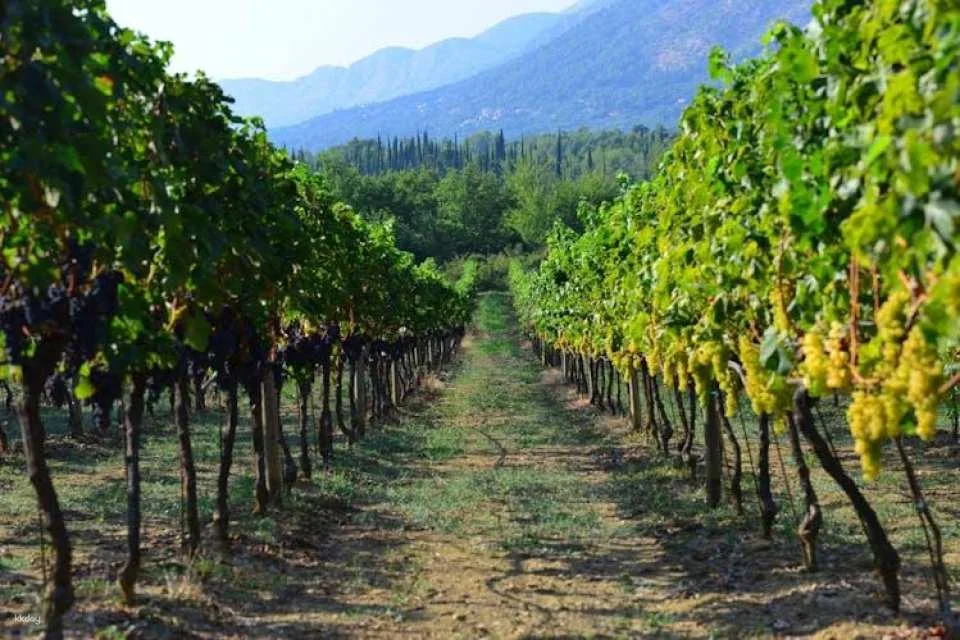 Konavle and Falcon Fortress half-day tour with lunch