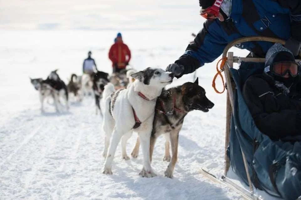 Husky dog park visit