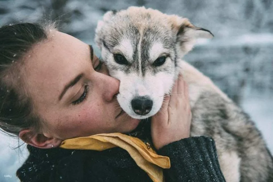 Husky dog park visit