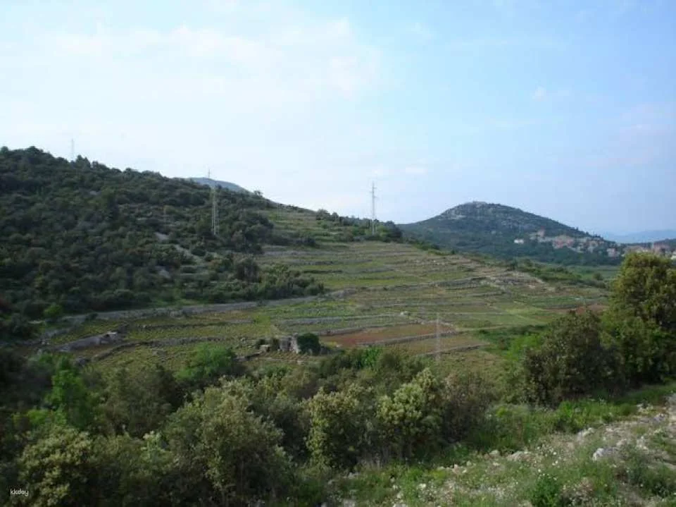 Pelješac, Ston, wine and oyster tasting private half-day tour