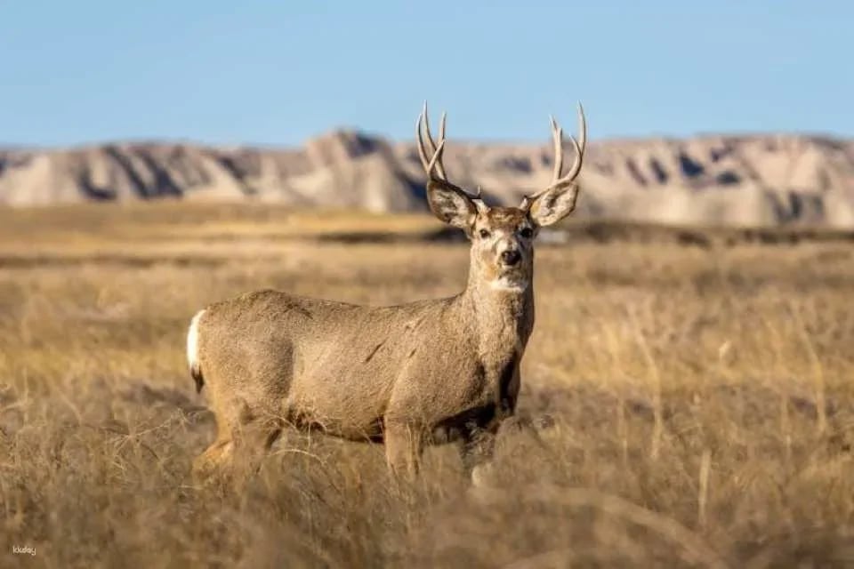 Guadalupe Mountains National Park self-guided driving and walking tour