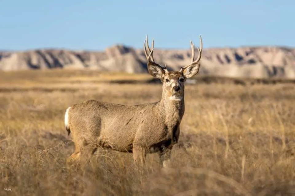 Guadalupe Mountains National Park self-guided driving and walking tour
