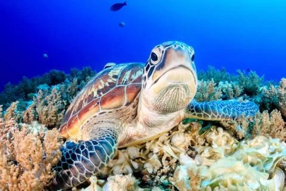 Key West Aquarium tickets