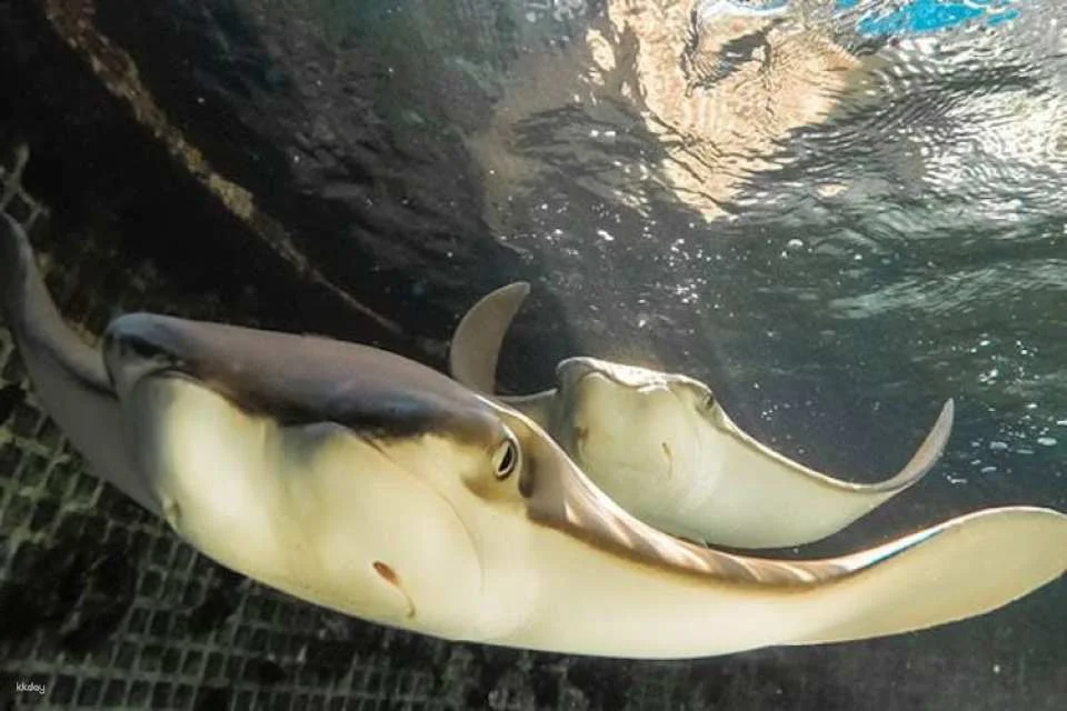 Key West Aquarium tickets