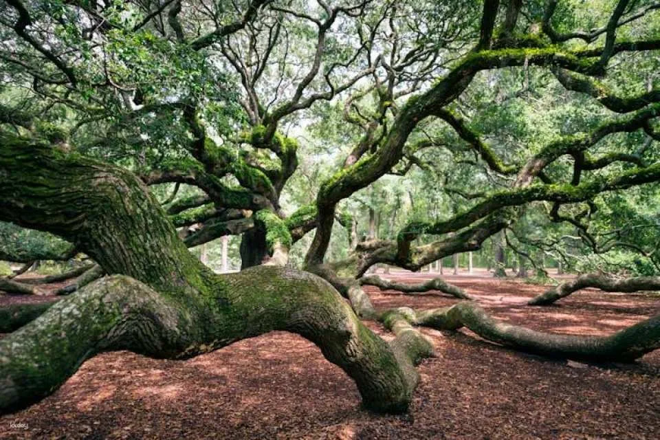 Self-guided driving audio tour from Savannah to Charleston