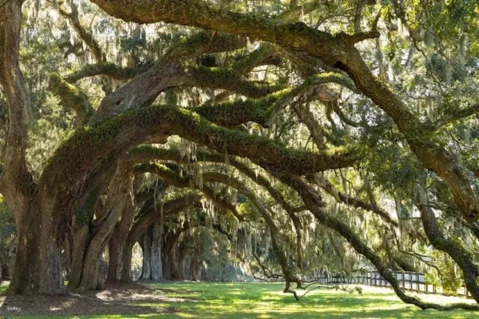 Self-guided driving audio tour from Savannah to Charleston
