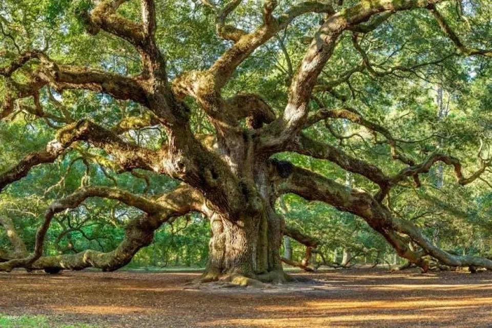 Self-guided driving audio tour from Savannah to Charleston