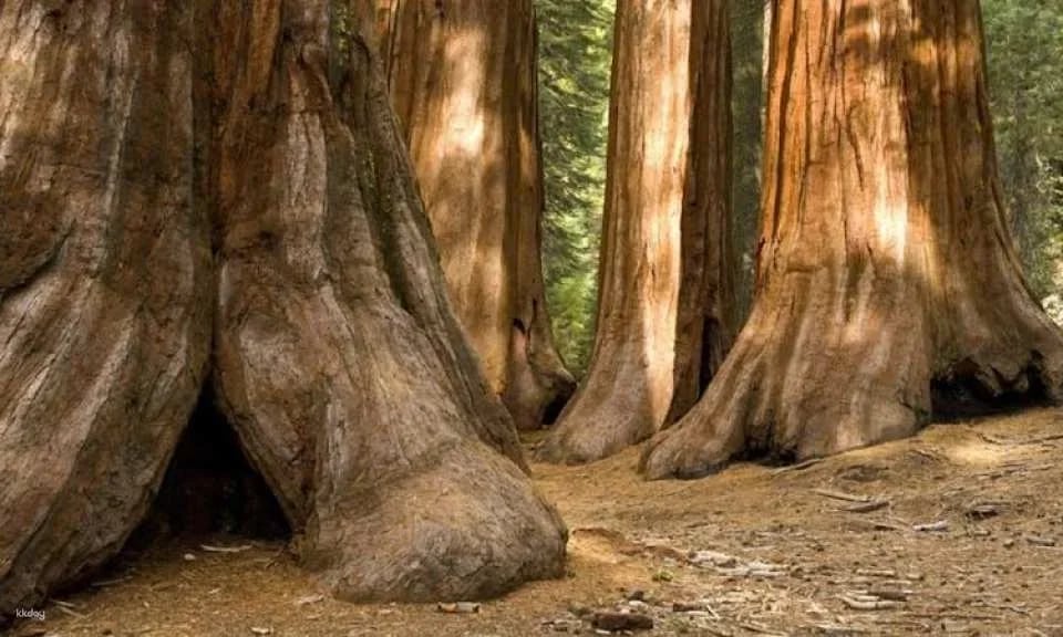 Audio-guided driving tour through Yosemite National Park