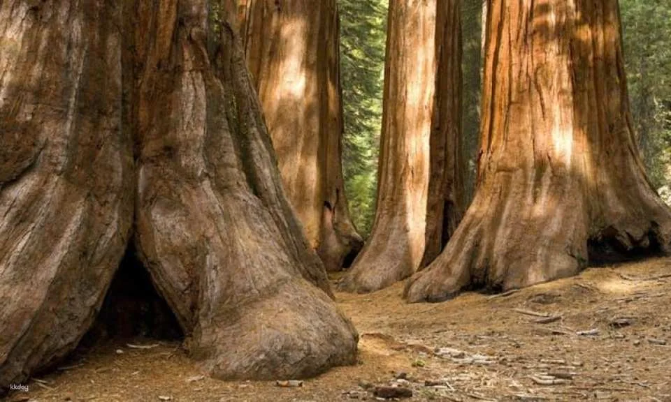 Audio-guided driving tour through Yosemite National Park