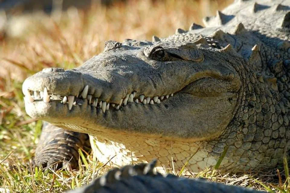 Gatorland general admission tickets