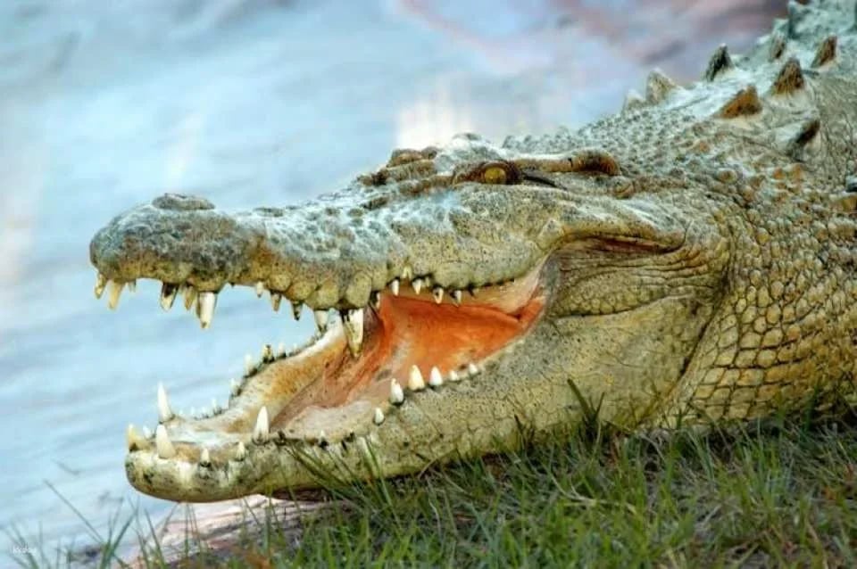Gatorland general admission tickets