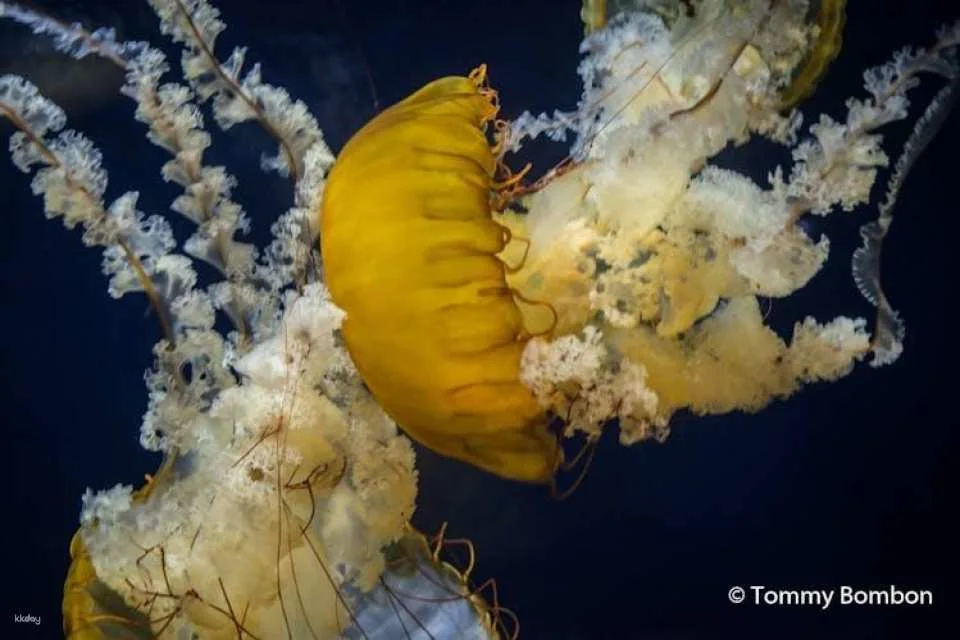San Francisco Aquarium of the Bay tickets