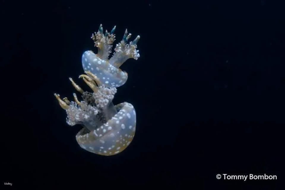 San Francisco Aquarium of the Bay tickets