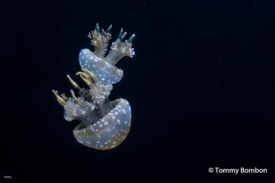 San Francisco Aquarium of the Bay tickets
