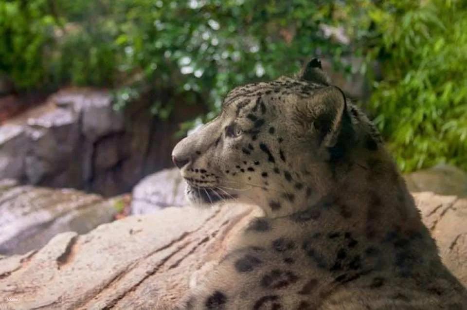 Central Park Zoo and Manhattan Walking Tour