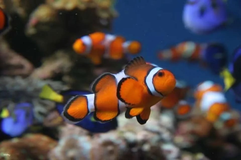 Aquarium of the Pacific Tickets