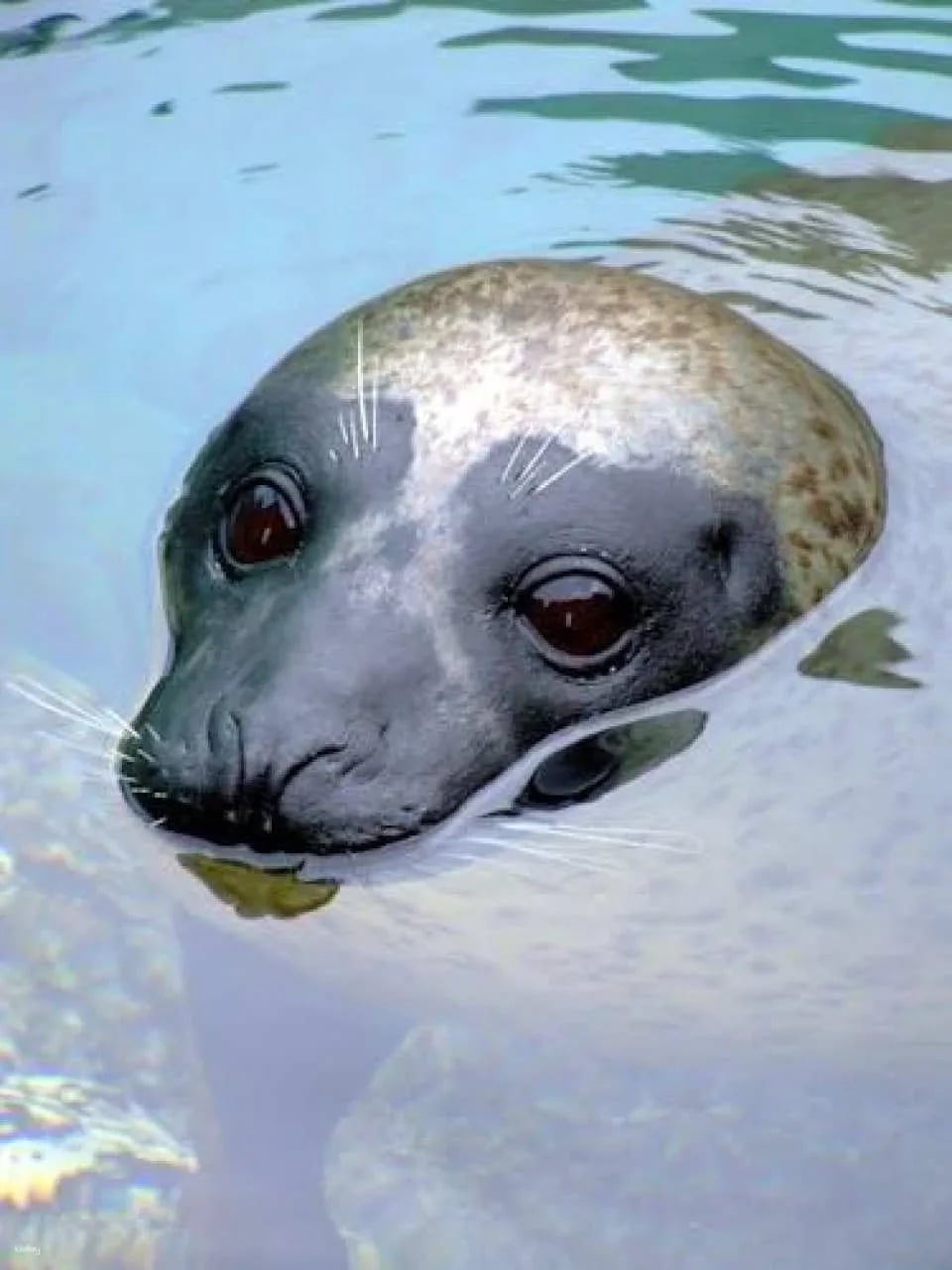 Aquarium of the Pacific Tickets