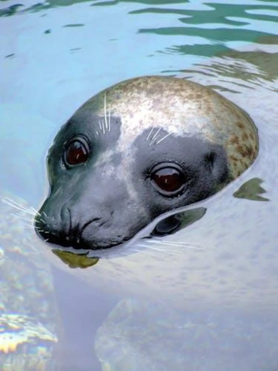 Aquarium of the Pacific Tickets