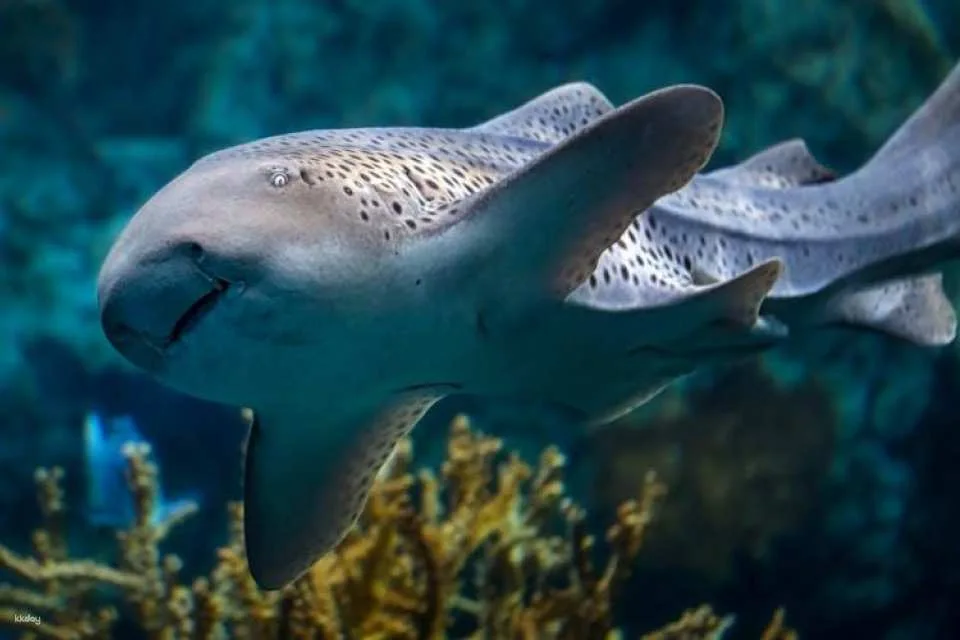 Aquarium of the Pacific Tickets