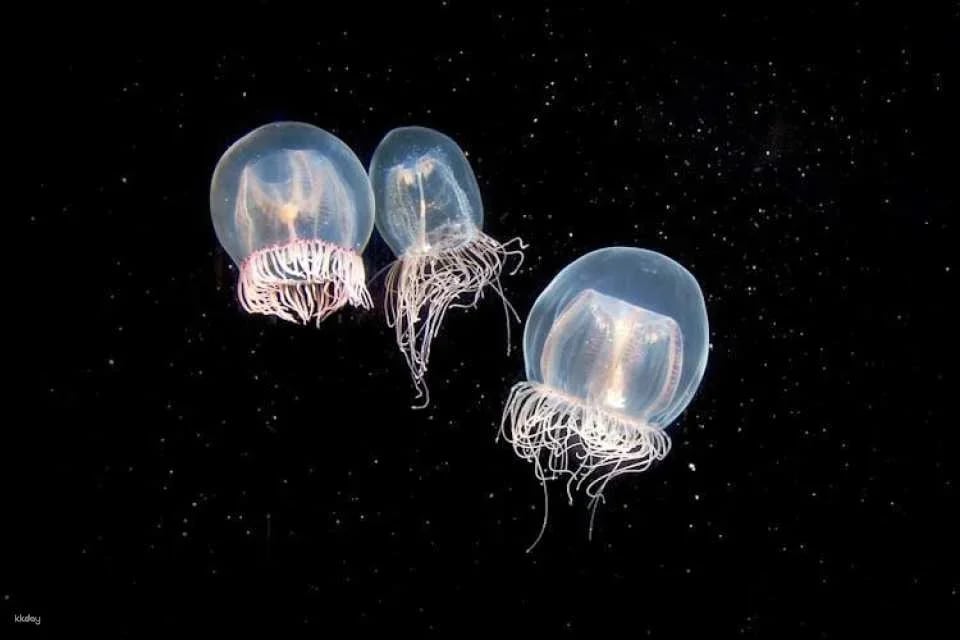 Aquarium of the Pacific Tickets
