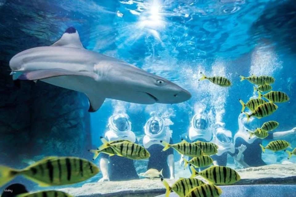 Discovery Cove Packages 2027