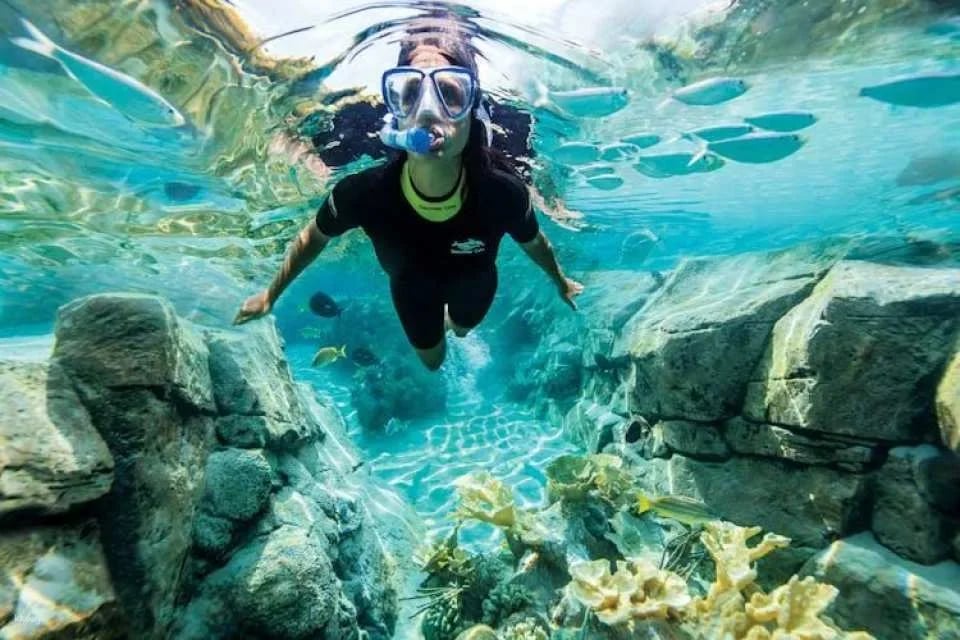 Discovery Cove Packages 2027
