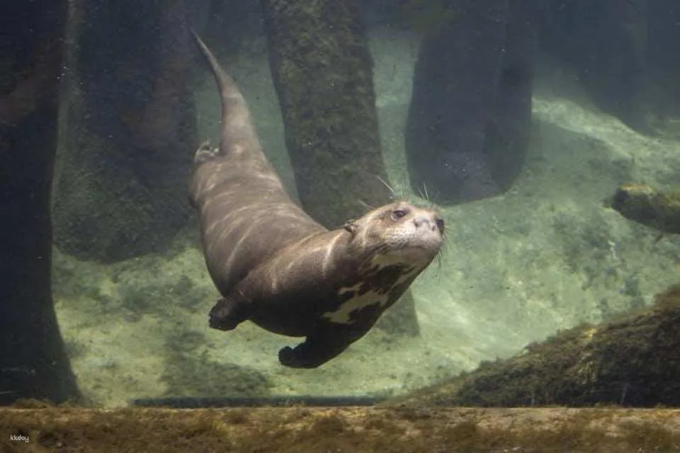 Admission to Brevard Zoo in Melbourne