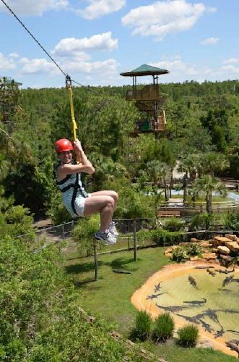 Screamin' Gator Zipline and Gatorland combo admission
