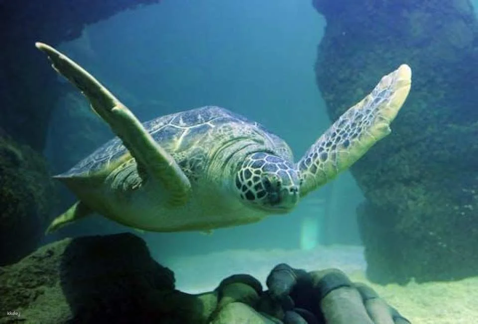 SEA LIFE Aquarium Charlotte-Concord tickets