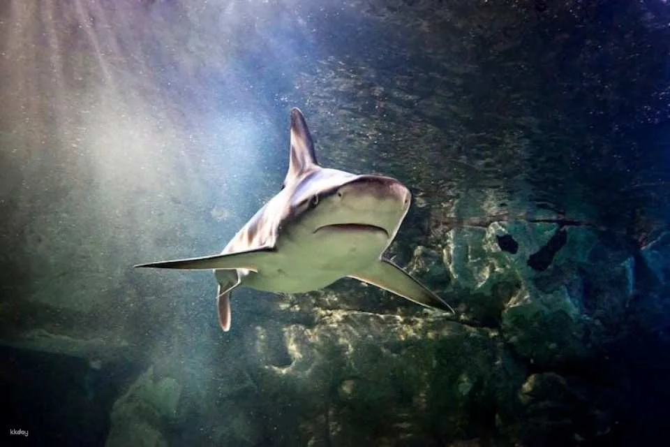 SEA LIFE Aquarium Charlotte-Concord tickets