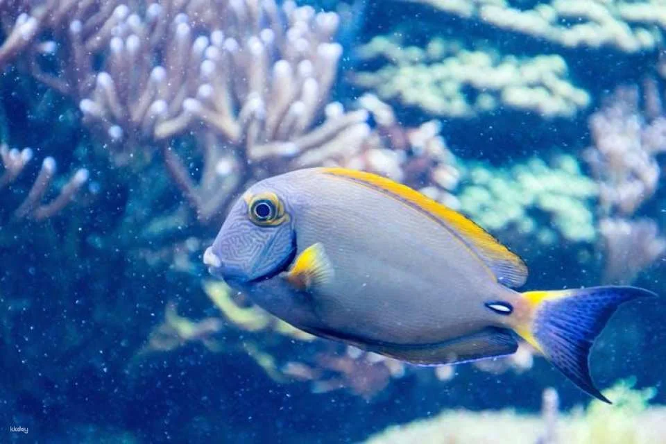 SEA LIFE Aquarium Charlotte-Concord tickets