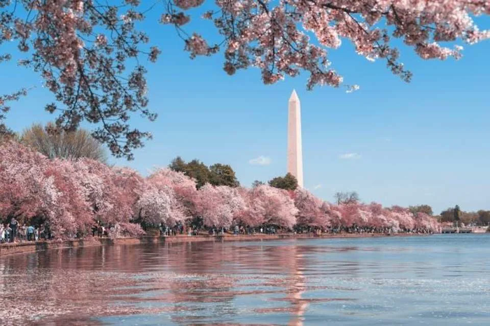 DC in a day with 10 monuments, cherry blossoms, and a boat cruise