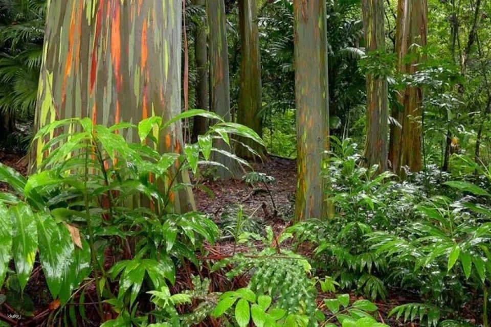 Audio-guided driving tour on Maui's Road to Hana