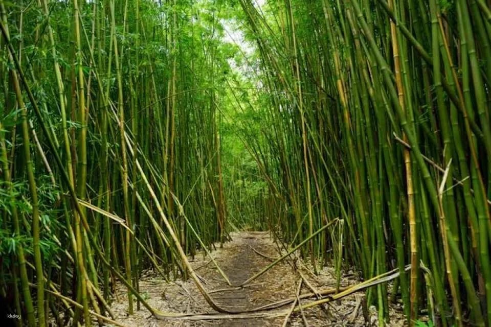 Audio-guided driving tour on Maui's Road to Hana