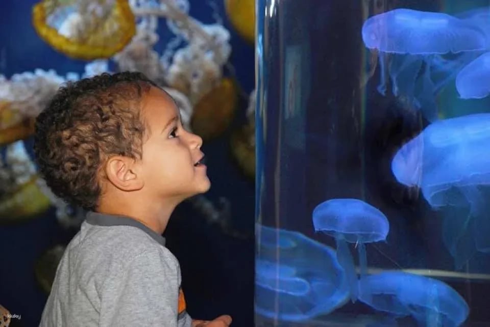 San Francisco Grand City bus tour and Aquarium of the Bay tickets